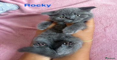 British Shorthair cats - Advert 11