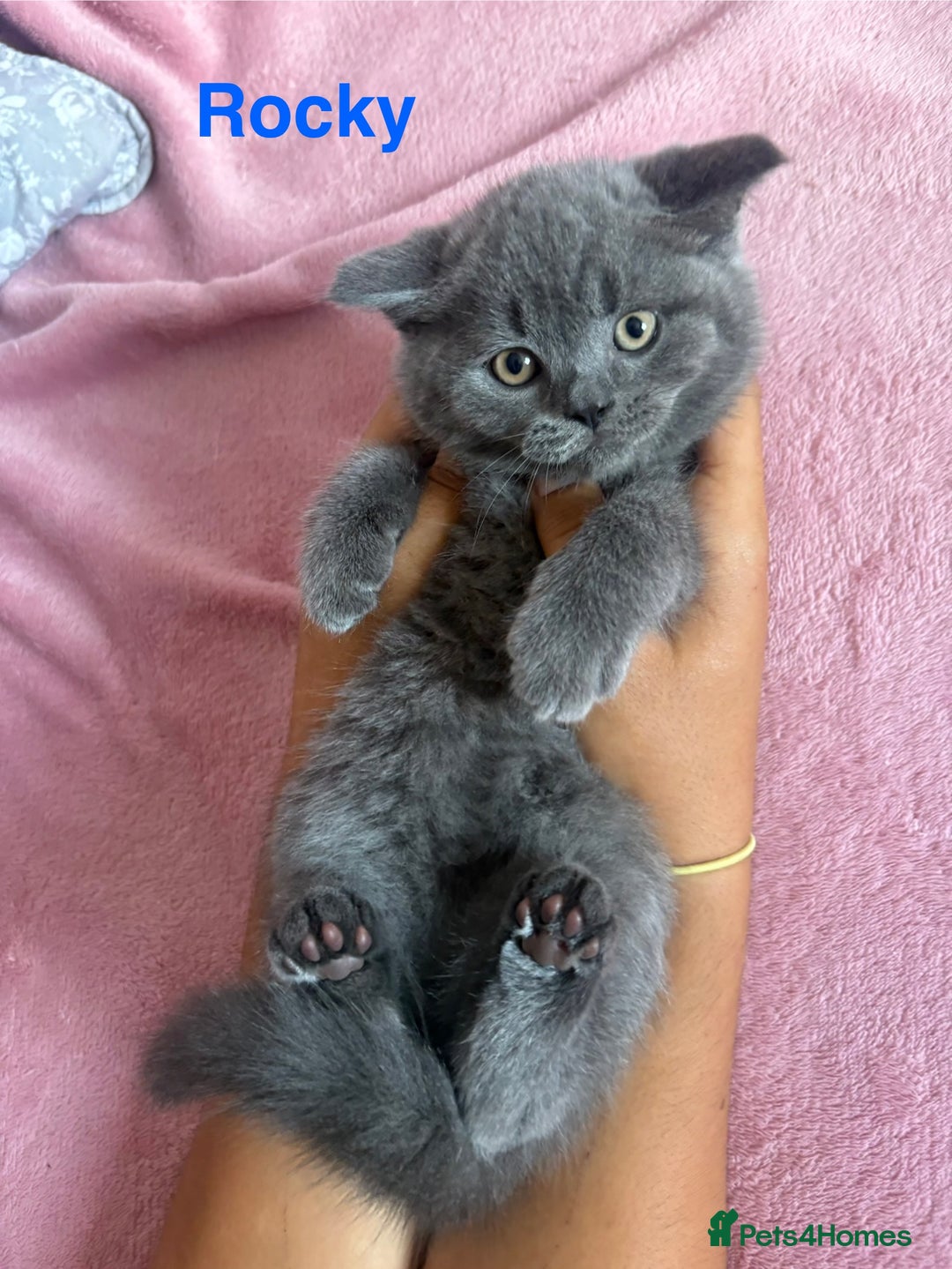 British Shorthair cats for sale: BSH Blue, White rare, Cream, Grey adorable kittens - Image 6