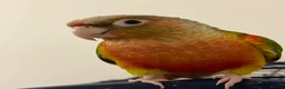 Conures birds for sale: Tamed Conure Parrot + large cage included in Kingston upon Thames - Advert 6