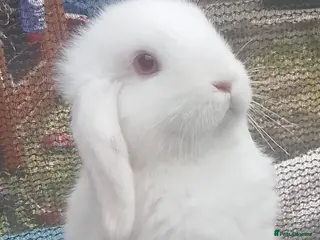 Mini Lop rabbits Last mini lop free ready to go - Advert 2