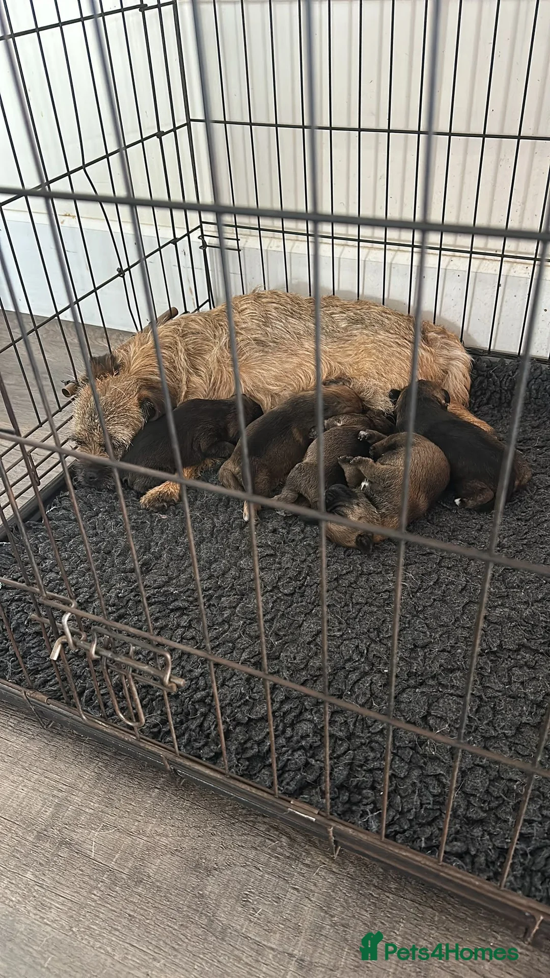 Border Terrier dogs for sale: Lovely Border Terrier puppies - Advert 2