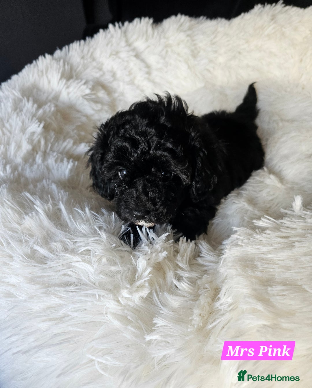 Shihpoo dogs for sale: Stunning 3rd Generation Shihpoo Puppies For Sale - Image 3