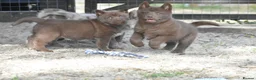 Chow Chow dogs for sale: Genuine chowski puppies  - Advert 24