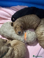 Toy Poodle dogs - Advert 16