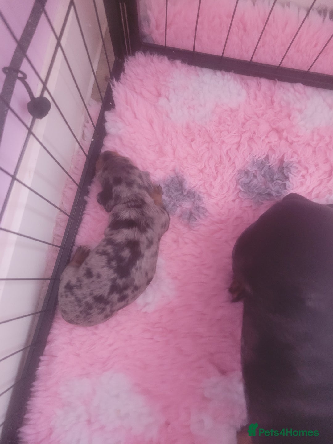 Miniature Dachshund dogs for sale: Miniature dachshund  - Advert 6