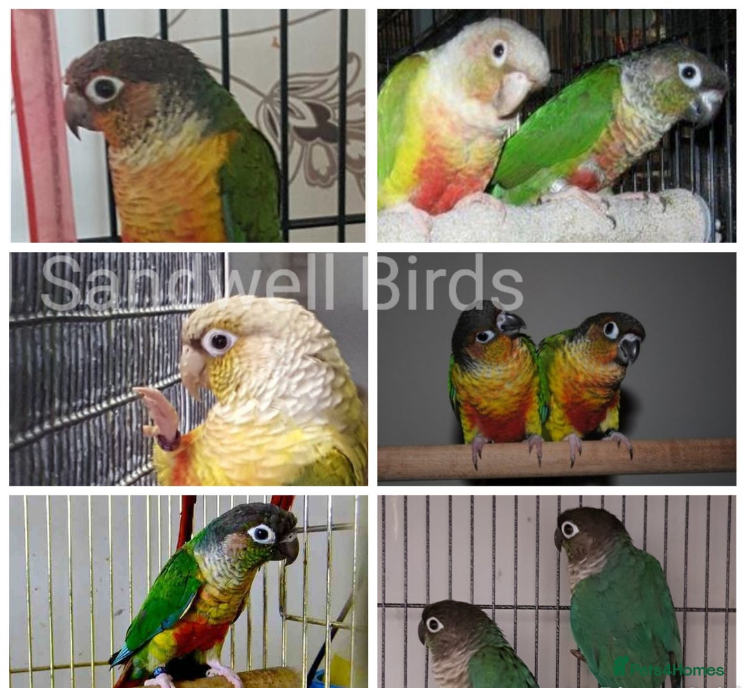 Parrots birds for sale: Stunning Parakeets/PARROTS - Advert 9