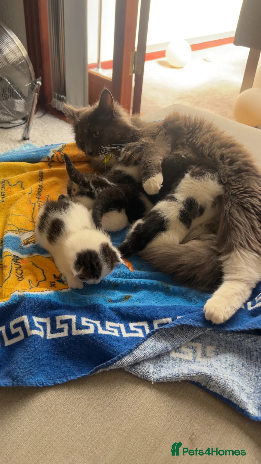 Mixed Breed cats for sale: Cute kittens  in Blackburn - Advert 2