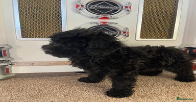 Cockapoo dogs - Advert 4