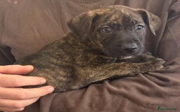 Mixed Breed dogs for sale: American bully pups ready NOW!!!!!! - Image 17