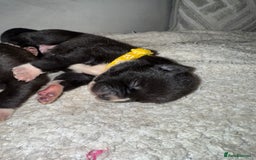 Mixed Breed dogs for sale: Cane corso mix Akita  - Image 10