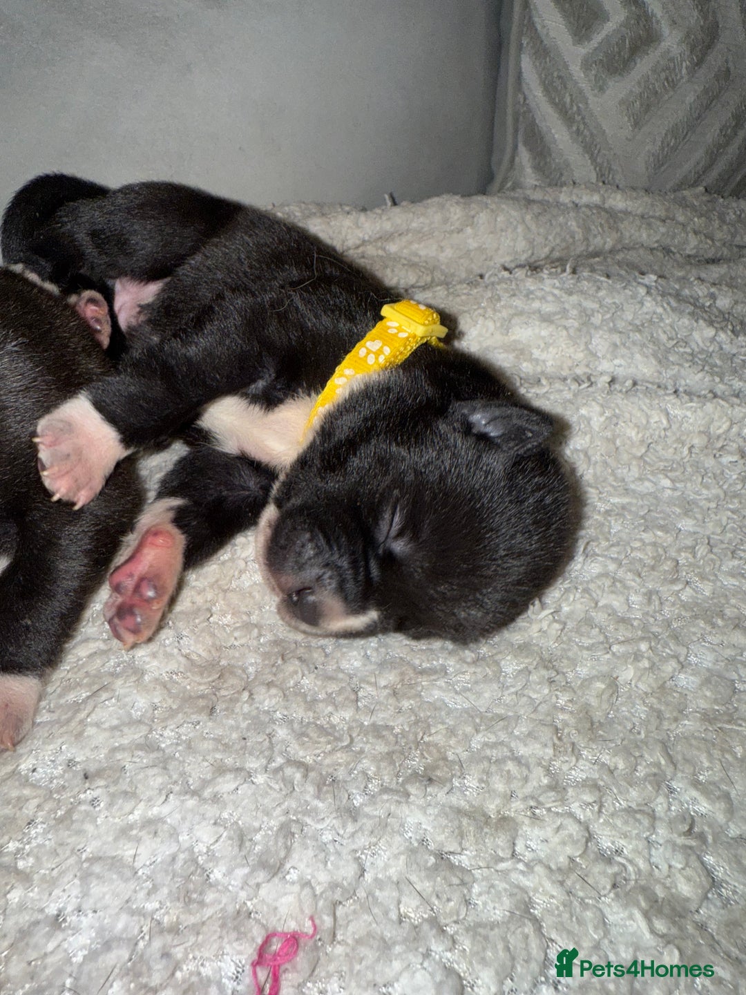 Mixed Breed dogs for sale: Cane corso mix Akita  - Image 10