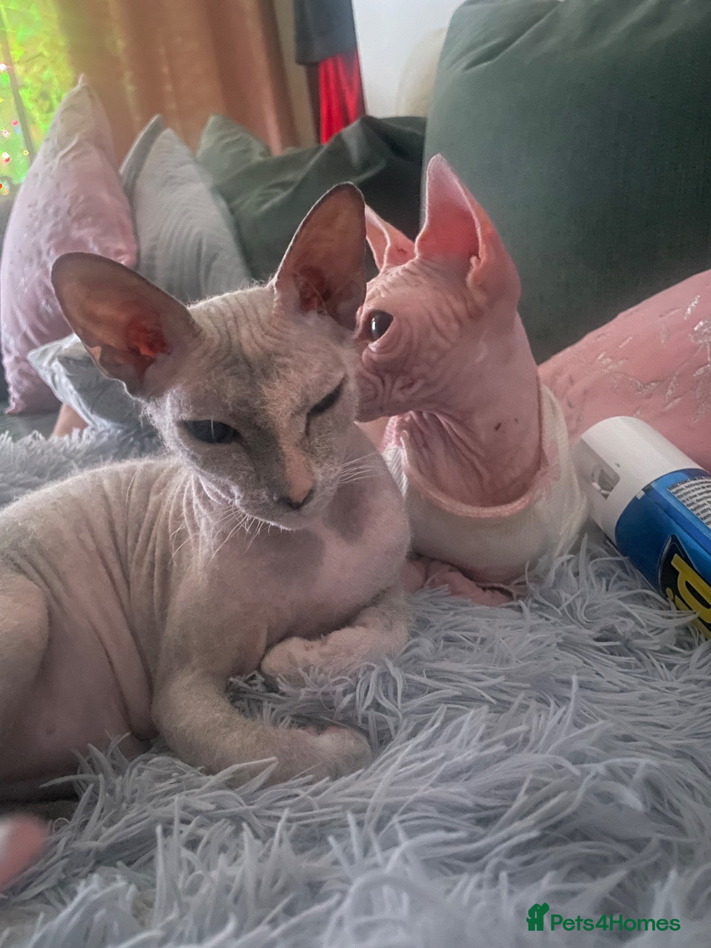 Mixed Breed cats REHOME 10th old girl  - Advert 2