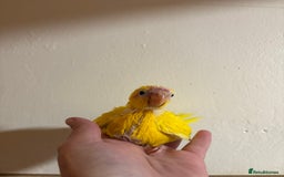 Parakeets birds for sale: Buttercup Kakariki - Advert 5