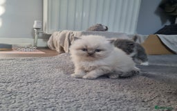 Persian cats for sale: Beautiful blue persian babies - Image 16