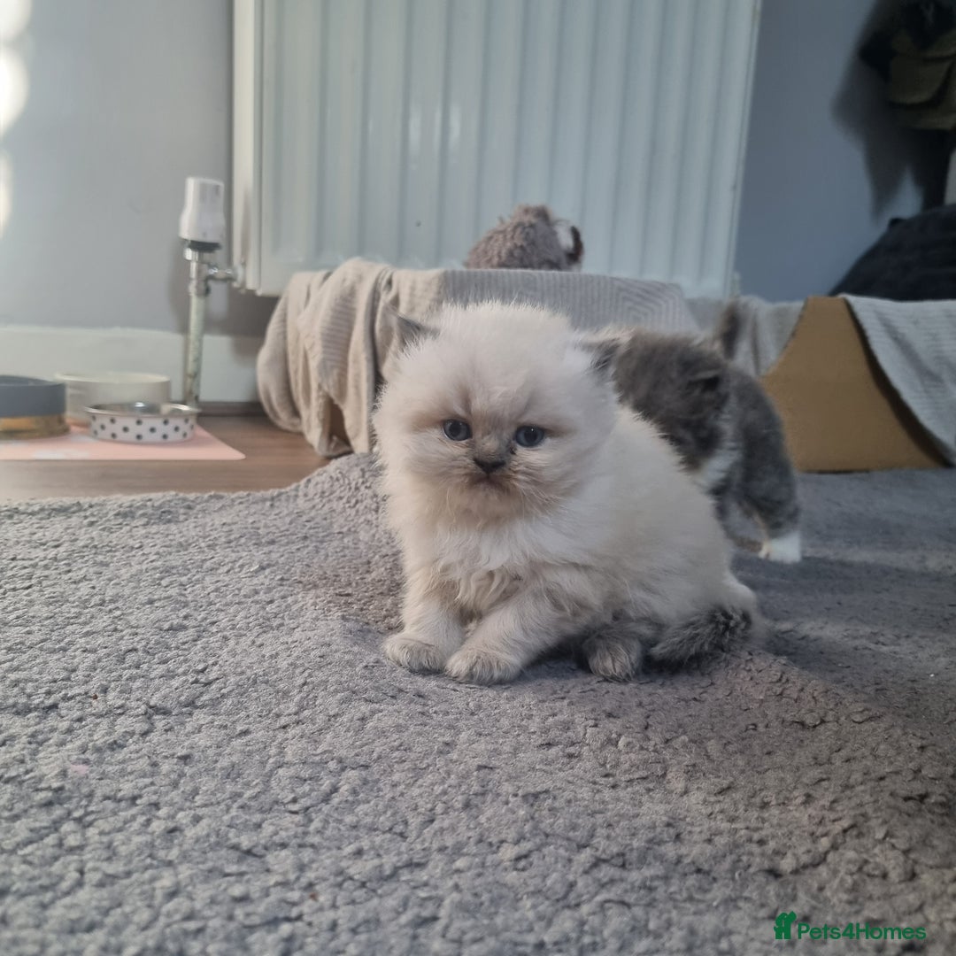 Persian cats for sale: Beautiful blue persian babies - Image 16