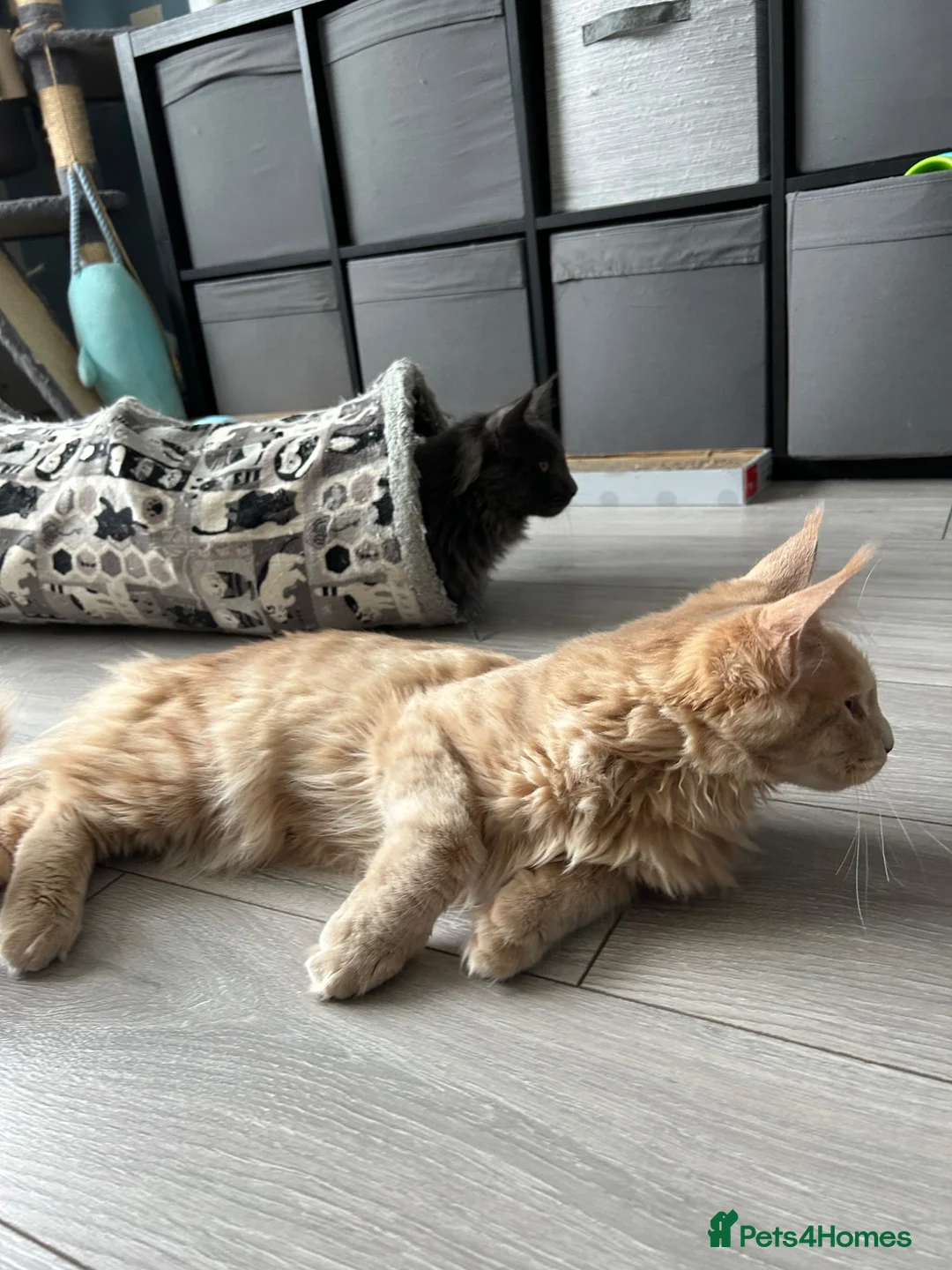 Maine Coon cats for sale: Maine Coon Kittens – 4 Available !!! - Advert 39