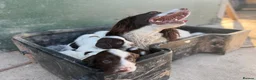 English Springer Spaniel dogs for sale: English Springer Spaniel Puppies - Advert 6