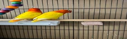 Lovebirds birds for sale: Lutino for sale - Advert 2