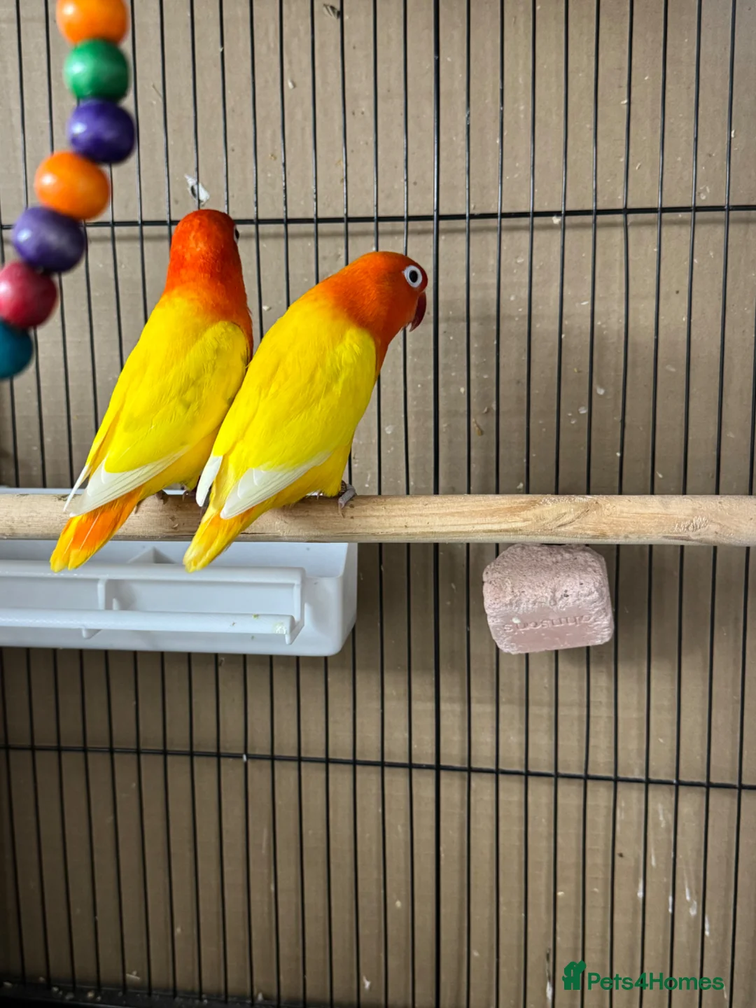 Lovebirds birds for sale: Lutino for sale - Advert 2