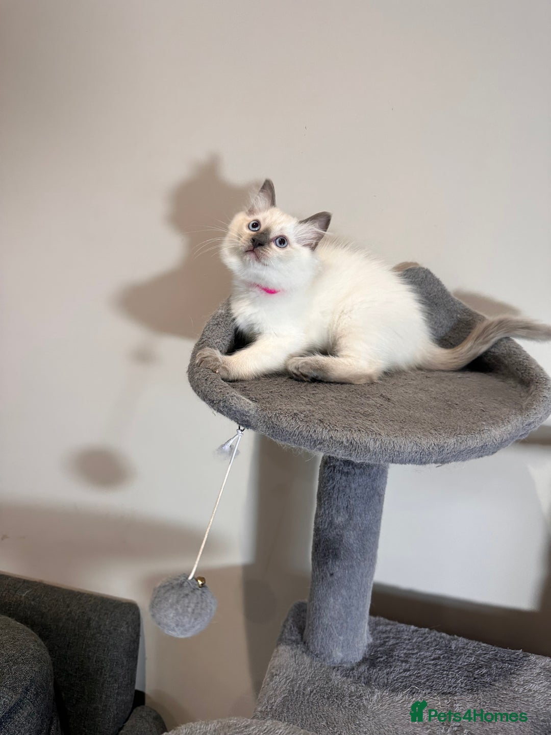 Ragdoll cats for sale: All Rehomed Thankyou  - Image 8