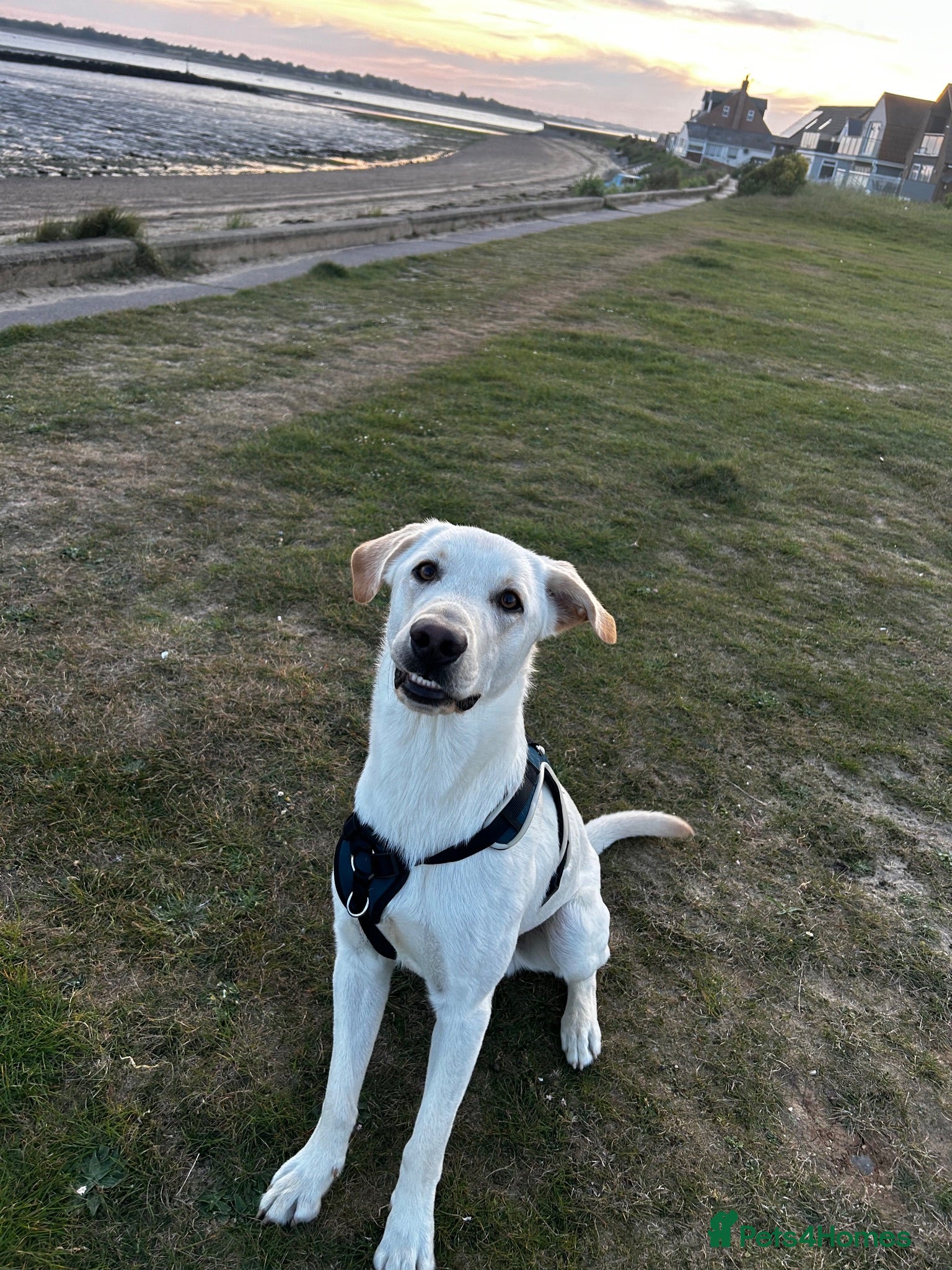 Sheprador dogs Loving lab x German shepherd looking for new home  - Advert 1