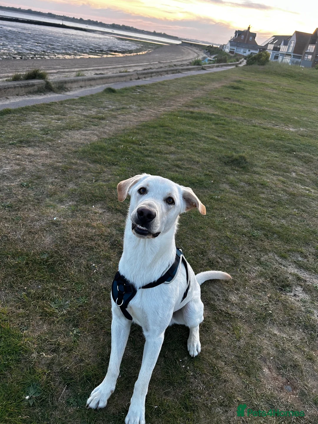 Sheprador dogs for sale: Loving lab x German shepherd looking for new home  - Advert 1