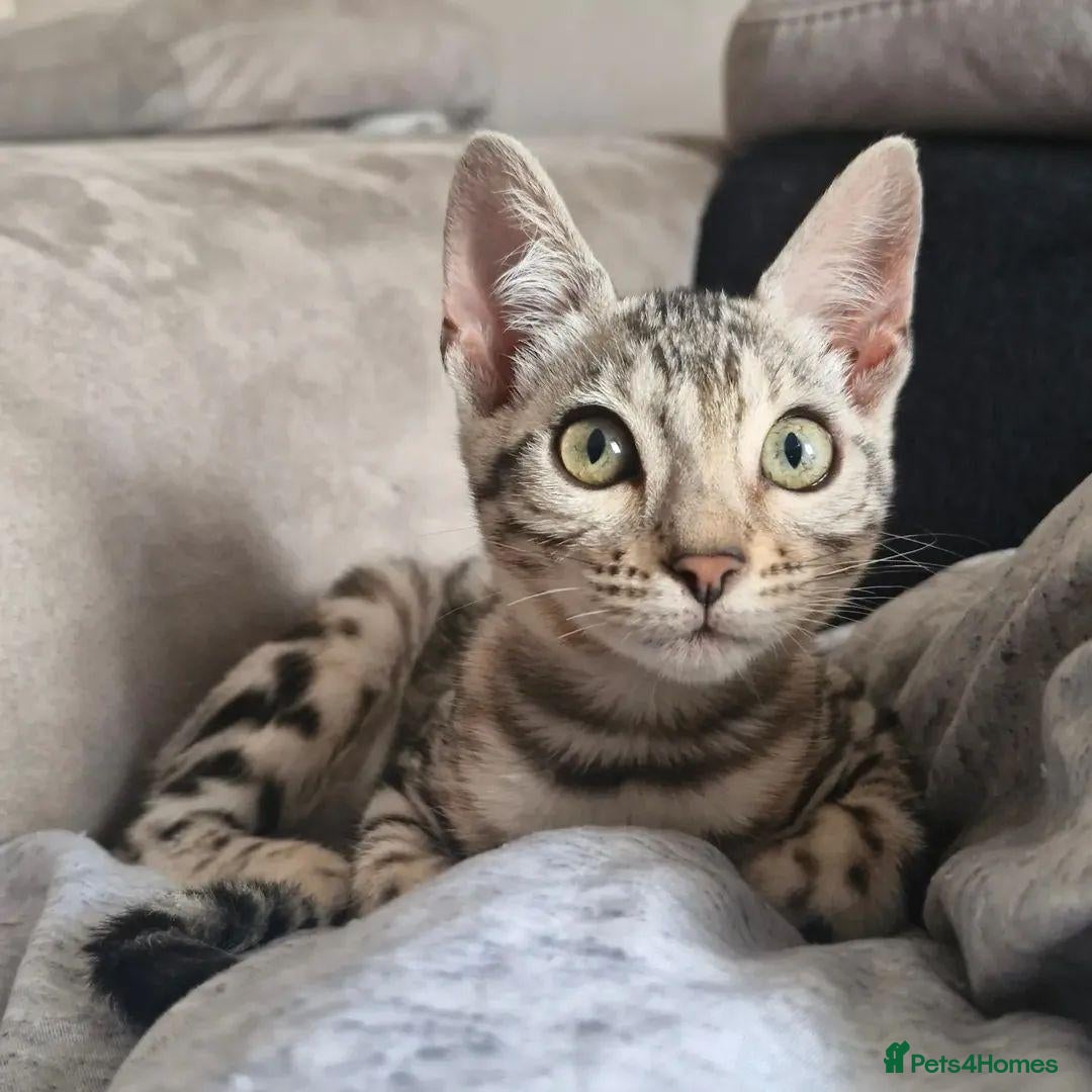 Bengal cats Genetic Health Tested Silver Bengal Female - Advert 2