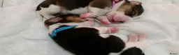 Beagle dogs for sale: 6TH Generation Beagles. - Advert 10