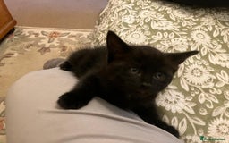 Mixed Breed cats for sale: Beautiful dark chocolate female kitten - Image 5