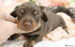 Miniature Dachshund dogs for sale: KC Miniature Dachshund Puppies - Image 20