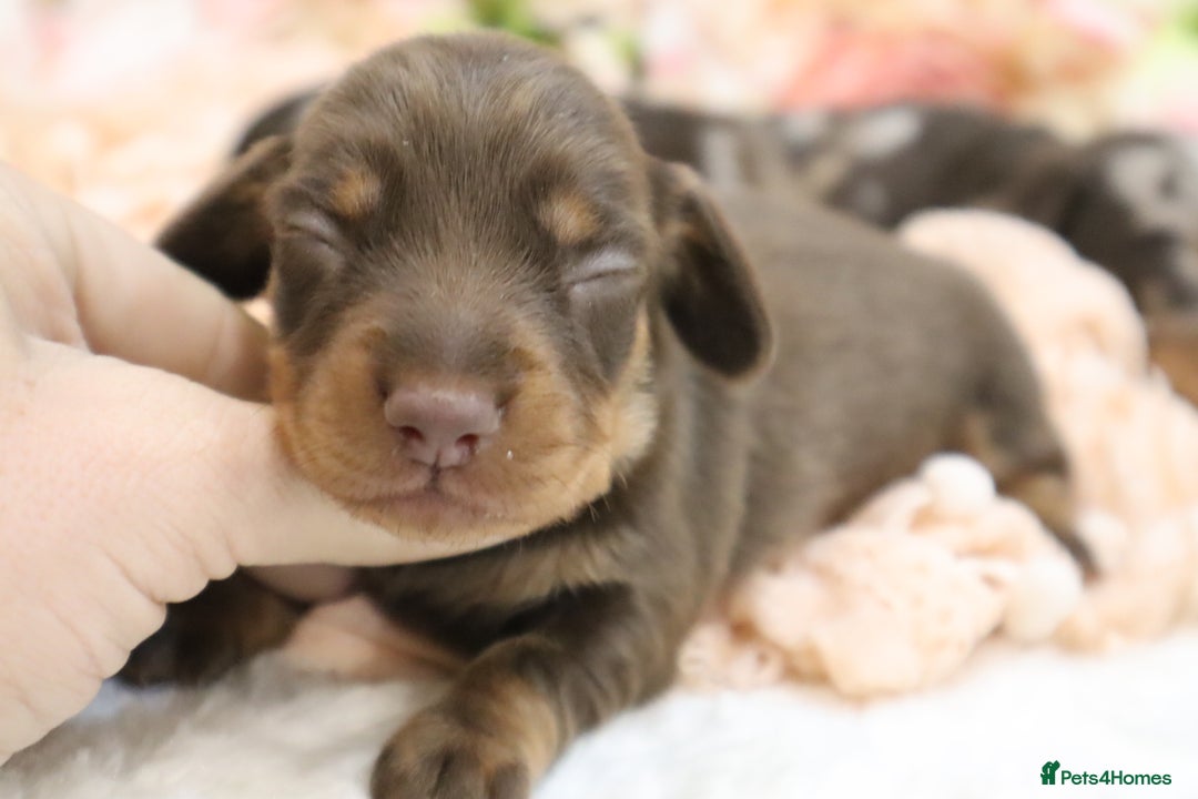 Miniature Dachshund dogs for sale: KC Miniature Dachshund Puppies - Image 20