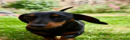 Miniature Dachshund dogs for stud: Miniature Dashchund for stud in Fakenham - Advert 2