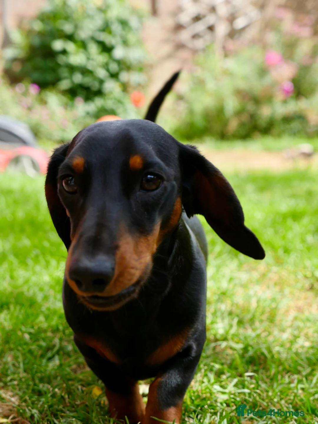 Miniature Dachshund dogs for stud: Miniature Dashchund for stud in Fakenham - Advert 2
