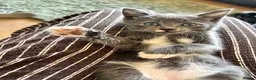 Mixed Breed cats for sale: Adorable kittens for sale  - Advert 10