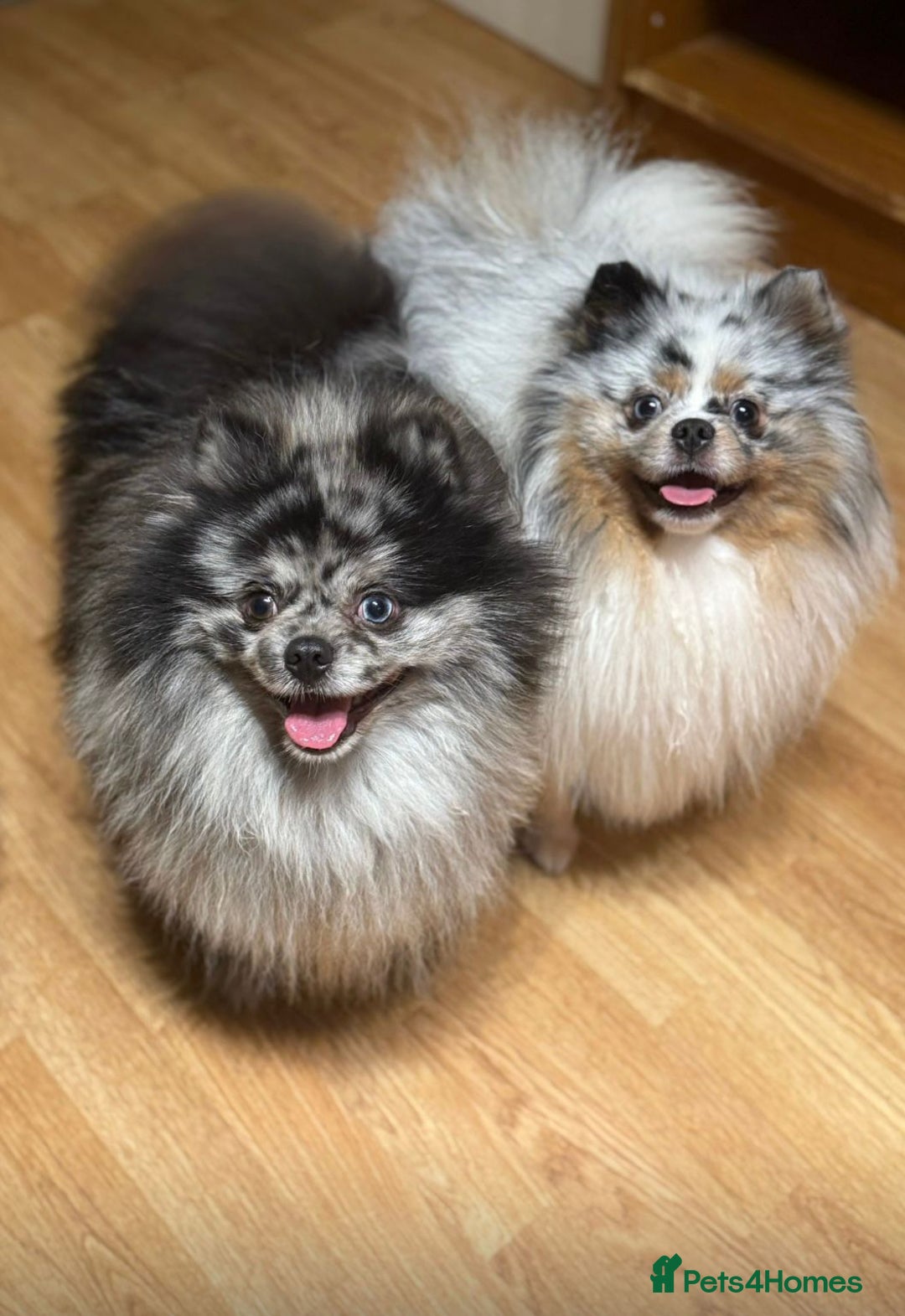 Pomeranian dogs for sale: Adult merle boys  - Advert 1
