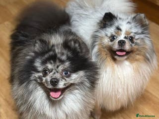 Pomeranian dogs Adult merle boys - Advert 1