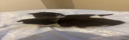 Mixed Breed cats for sale: 2 beautiful tuxedo/black and white kittens - Advert 8