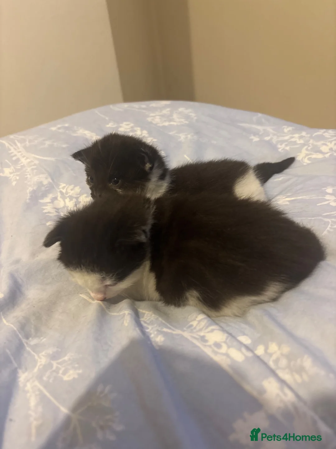 Mixed Breed cats for sale: 2 beautiful tuxedo/black and white kittens - Advert 8