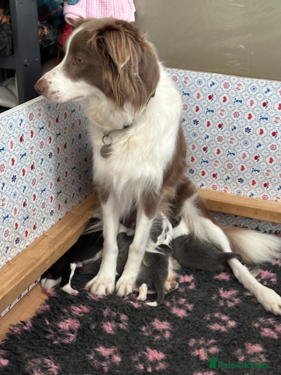 Border Collie dogs for sale: KC Registered Border Collie Puppies for sale - Image 7