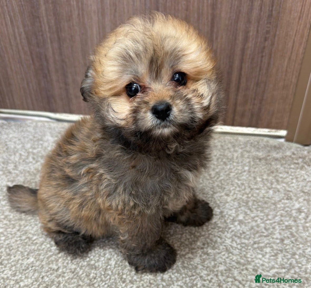 Pomapoo dogs  1 10 week old Pomapoo Puppies  - Advert 2