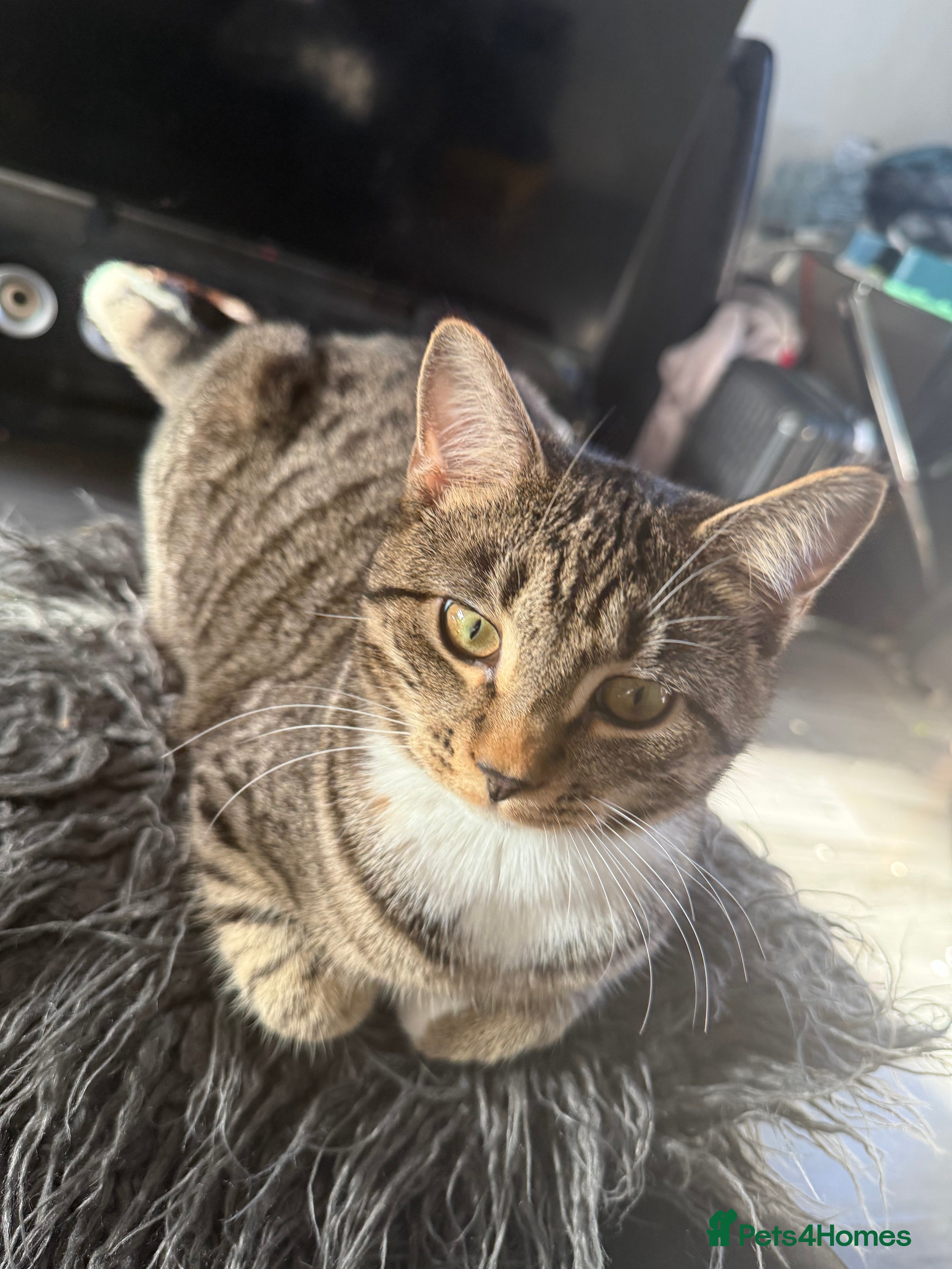 British Shorthair cats Female British Shorthair – - Advert 17