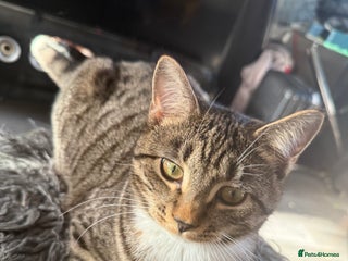 British Shorthair cats Female British Shorthair – - Advert 2