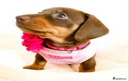 Miniature Dachshund dogs for sale: READY NOW PRA CLEAR DACHSHUND PUPPIES - Image 18