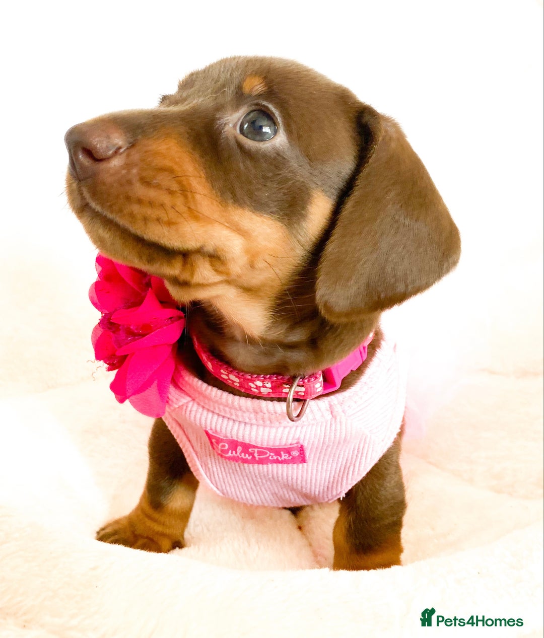 Miniature Dachshund dogs for sale: READY NOW PRA CLEAR DACHSHUND PUPPIES - Image 18
