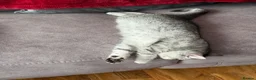Exotic cats for sale: Adorable GCCF Registered Exotic Kittens  - Advert 3