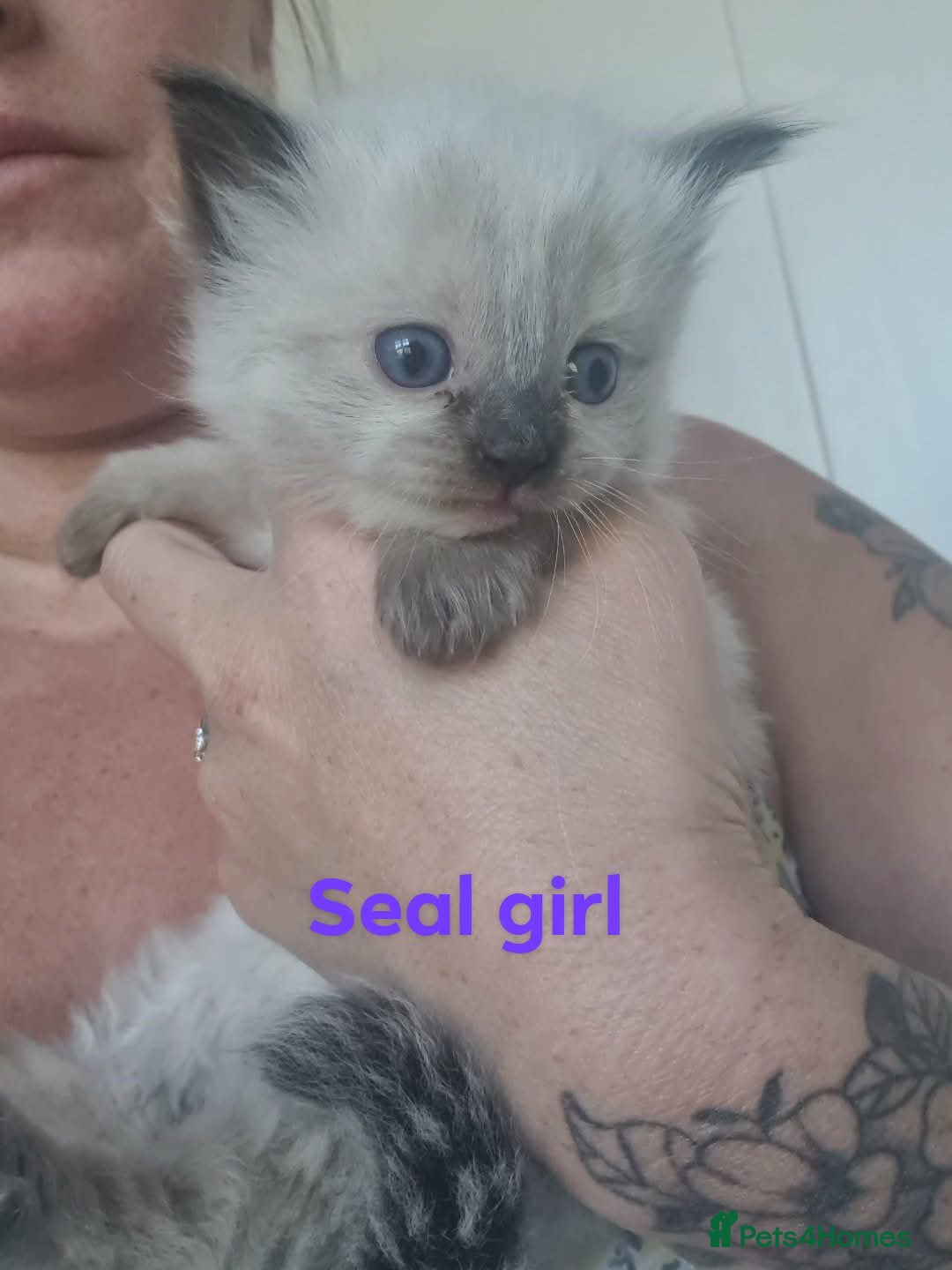 Ragdoll cats Ragdoll kittens  - Advert 19