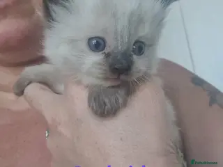 Ragdoll cats Ragdoll kittens - Advert 19