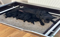 Labrador Retriever dogs for sale: Show chunky black Labradors - Image 10