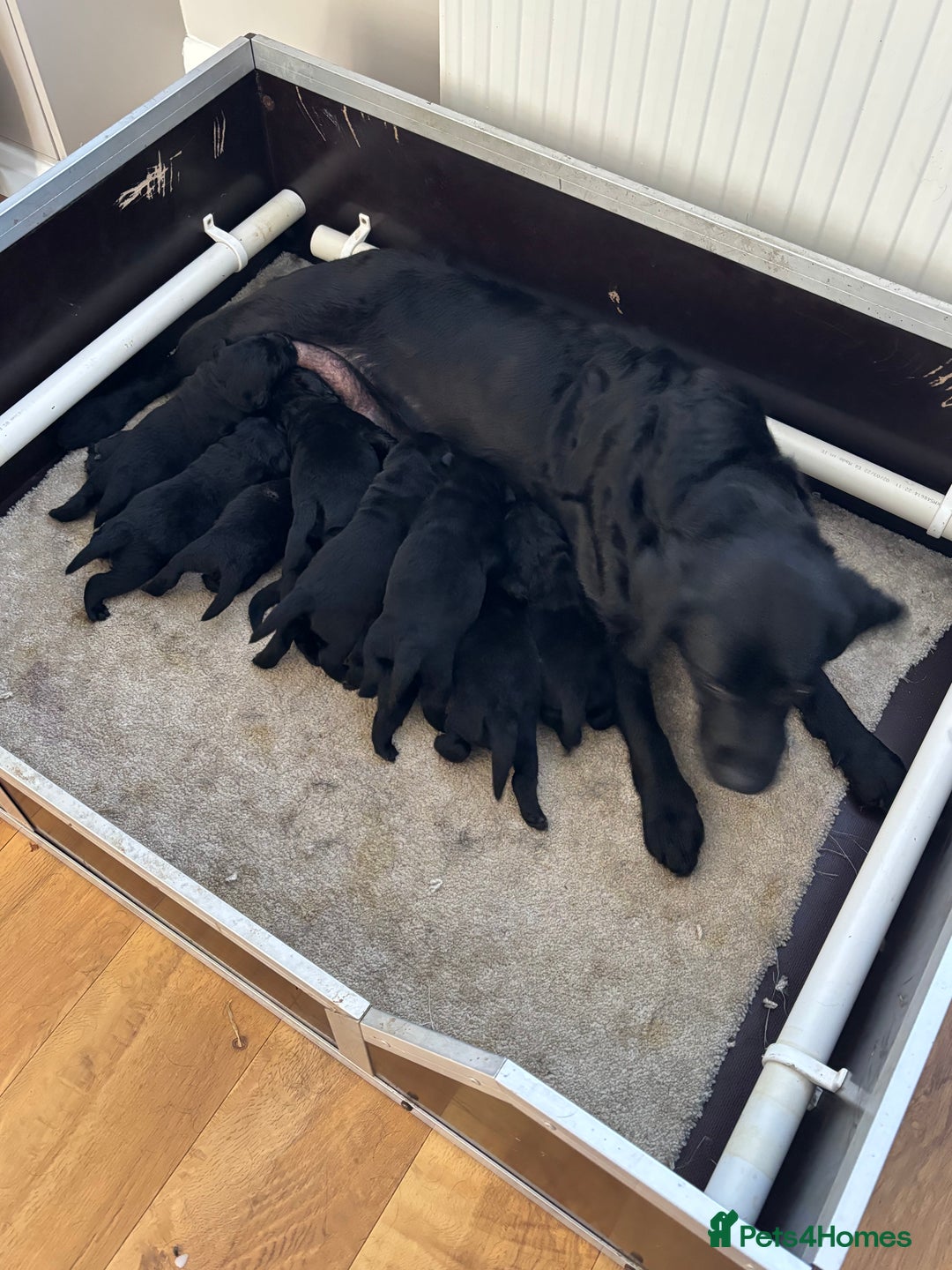 Labrador Retriever dogs for sale: Show chunky black Labradors - Image 10