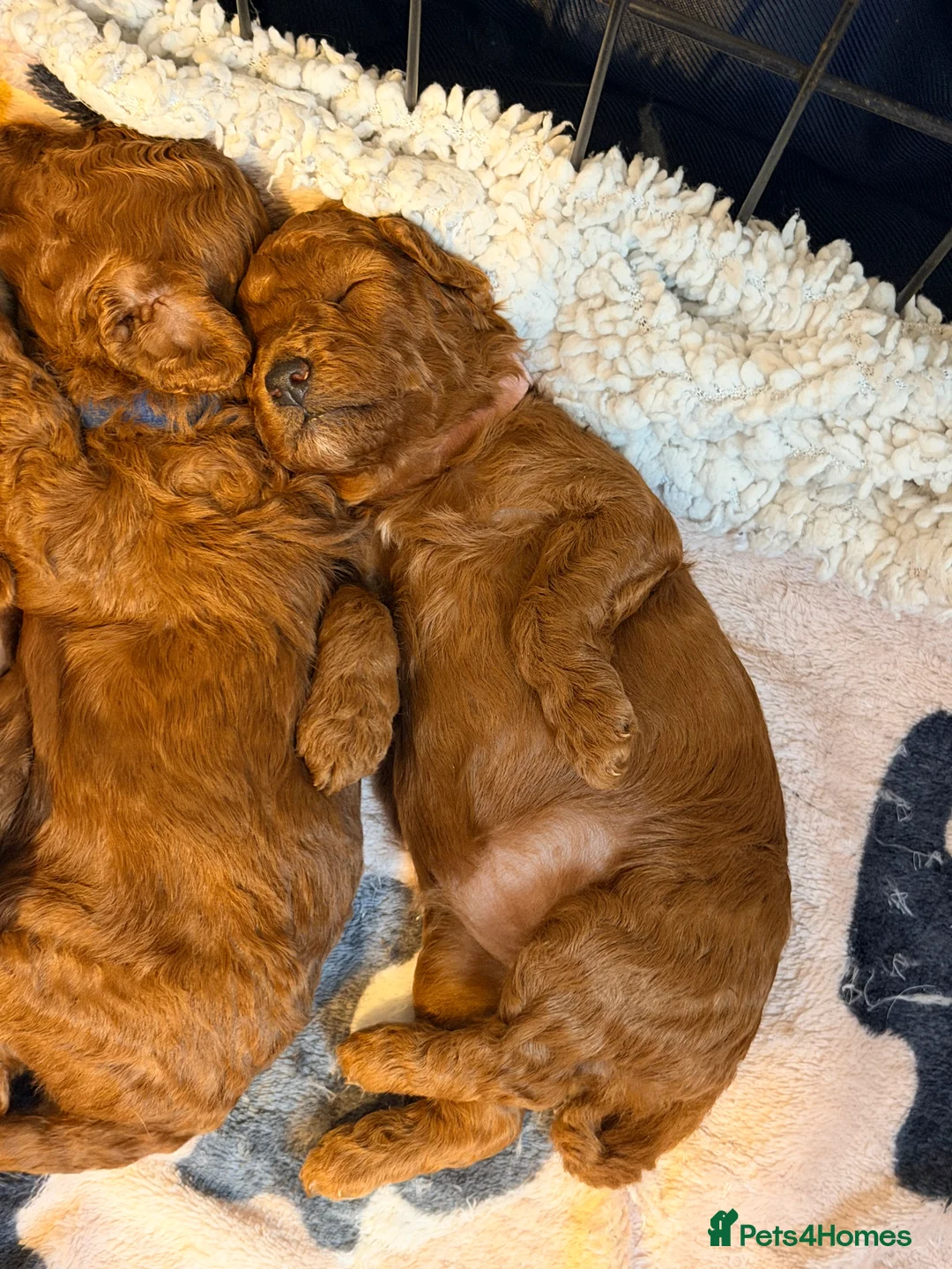 Cavapoo dogs for sale: Fox Red Cavapoo F1B  - Advert 18